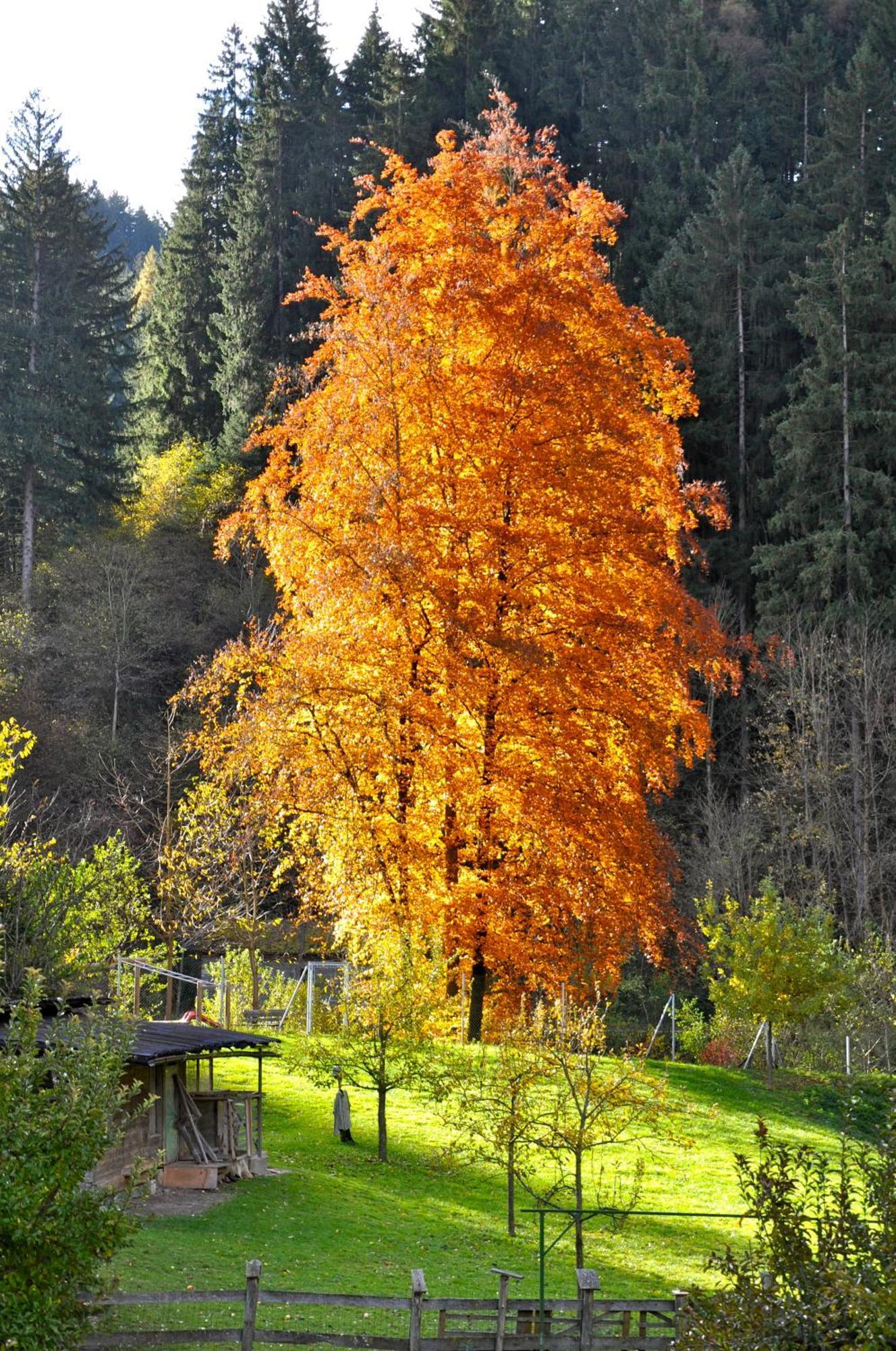 Gaestehaus Pension Edelweiss Kolsass Exteriér fotografie